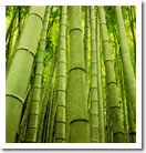 bamboo seen from a different angle