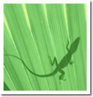 changing chameleon